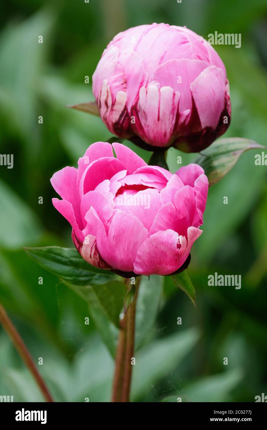 Double fleur rose de Paeonia lactiflora 'Jadwiga', pivoine 'Jadwiga' Banque D'Images