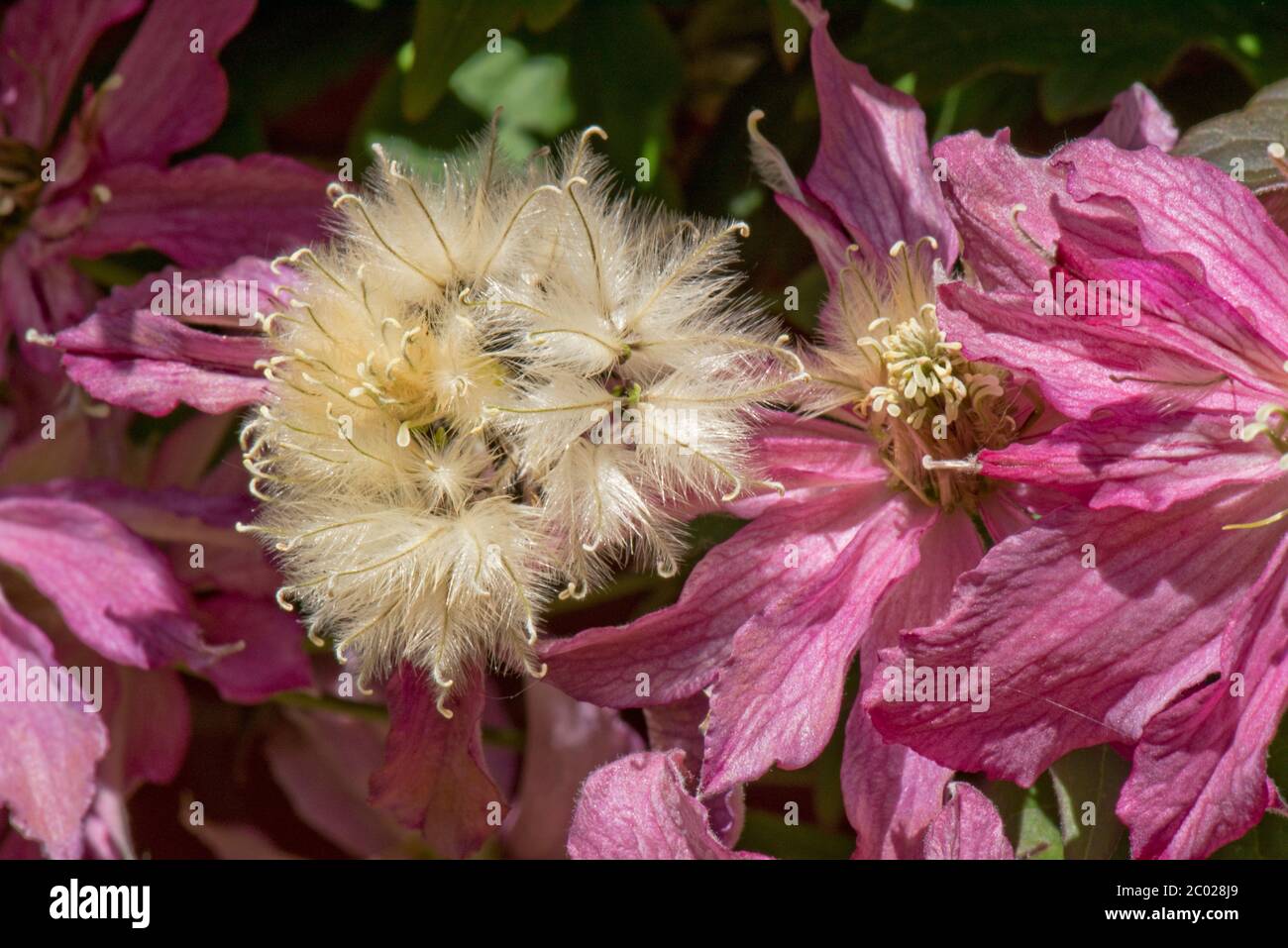 Fleurs roses et têtes de semis moelleuses de Clematis montana 'Broughton Star' un grand arbuste de jardin d'escalade, Berkshire, mai Banque D'Images