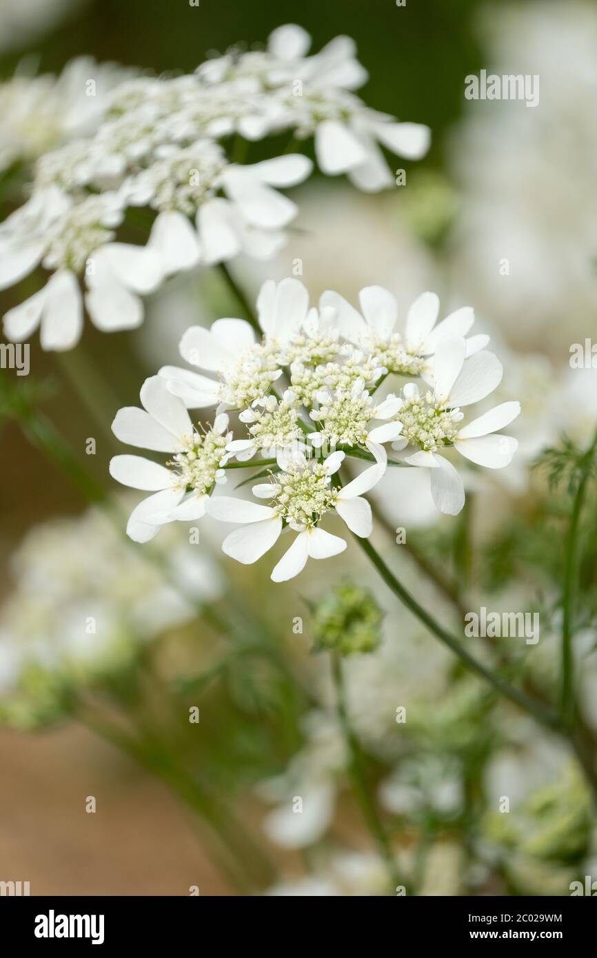 Orlaya grandiflora. Blanc lacéflower durcit annuel blanc dentelle-comme des fleurs Banque D'Images