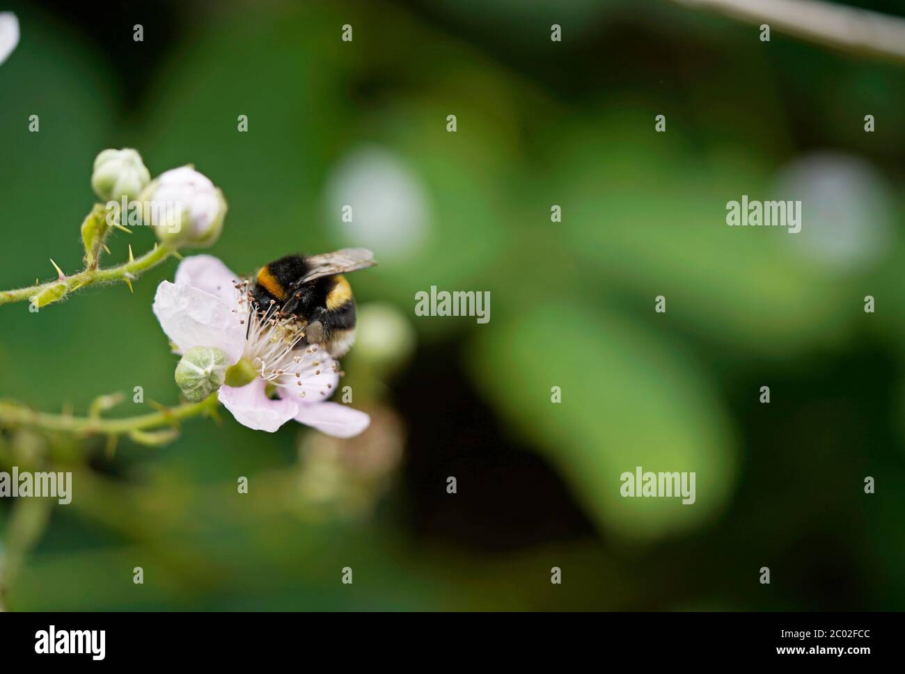 Bumble Bee sur une fleur de blackberry, vert flou arrière-plan Banque D'Images