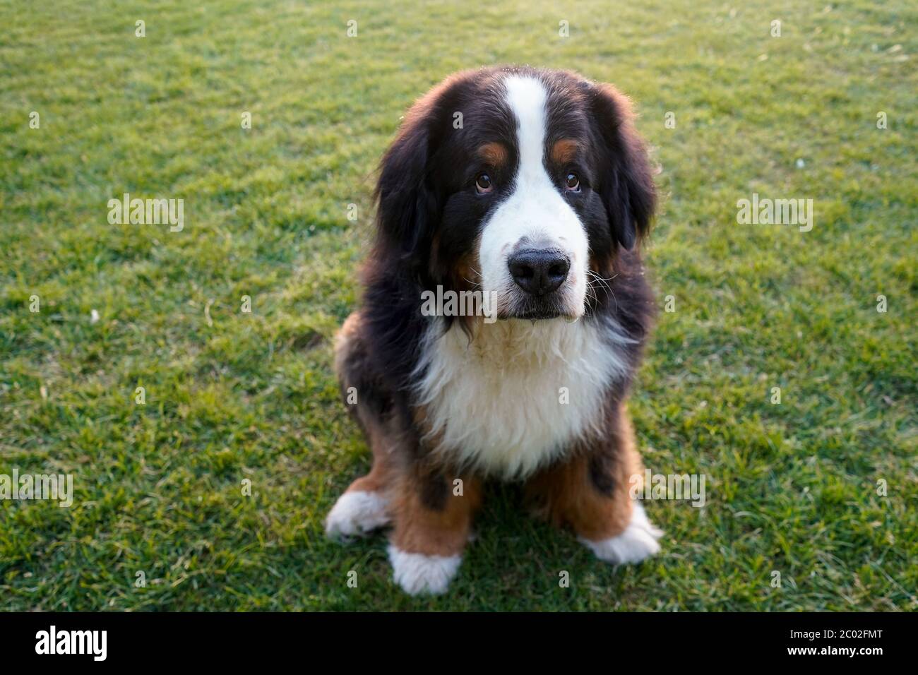 Grand chien de montagne bernois assis sur l'herbe dans le parc Banque D'Images