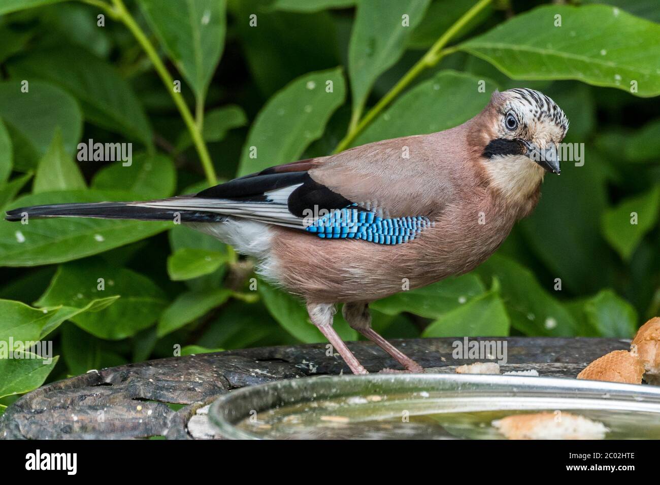 Jay commun à un poste d'alimentation d'oiseaux. Banque D'Images