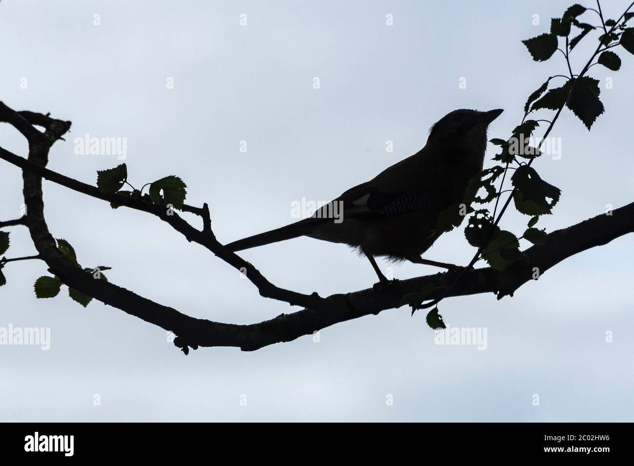 Geai commun silhoueté reposant sur une branche d'arbre. Banque D'Images