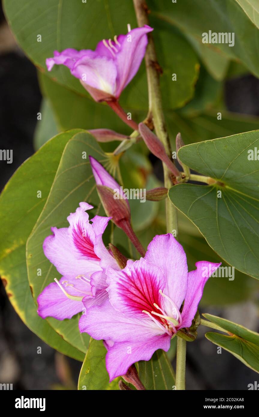 Fleurs de l'orchidée (Bauhinia variegata) Banque D'Images