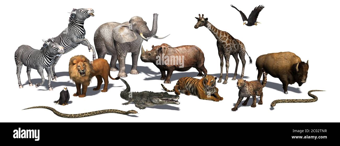 Animaux de la nature - isolé sur fond blanc - illustration 3D Banque D'Images