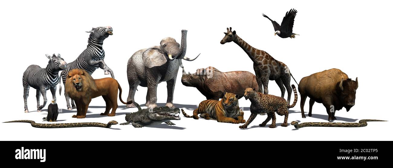 Animaux de la nature - isolé sur fond blanc - illustration 3D Banque D'Images