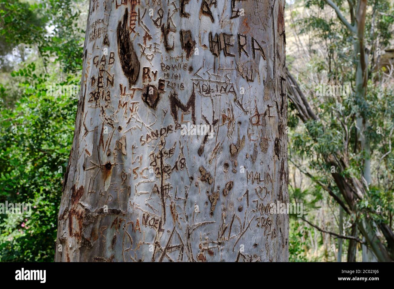 Graffiti sculptures initiales sur un arbre près de Caminito del Rey, El Chorro, Malaga, Parc naturel des Ardales, Andalousie, Espagne, Europe Banque D'Images