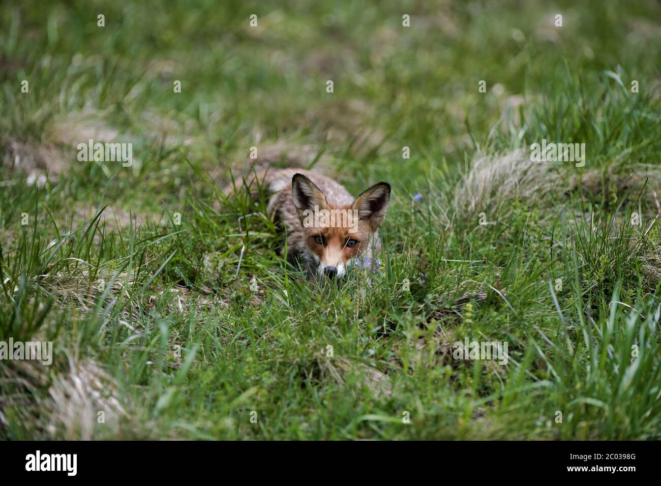 Renard roux Vulpes vulpes se cachant dans l'herbe avec un aspect hypnotisant. 8k large shot vallée de Carpates, Bieszczady, Pologne. Banque D'Images