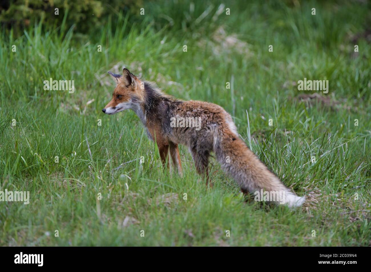 Renard roux Vulpes vulpes chasse dans l'herbe. 8k large shot vallée de Carpates, Bieszczady, Pologne. Banque D'Images