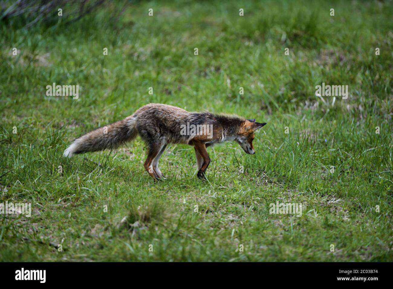 Renard roux Vulpes vulpes chasse dans l'herbe. 8k large shot vallée de Carpates, Bieszczady, Pologne. Banque D'Images