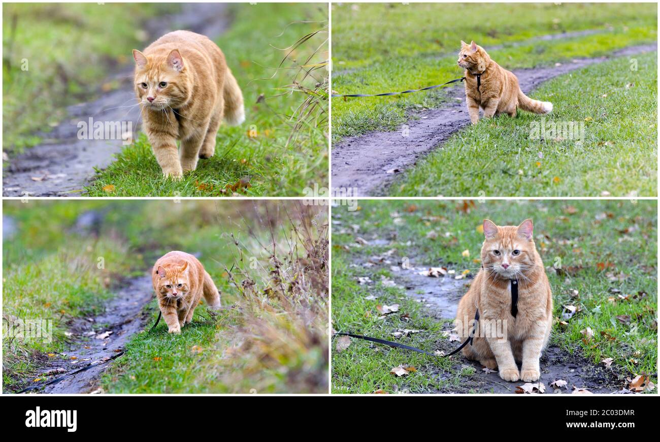 Collage - le chat marche sur le faisceau Banque D'Images
