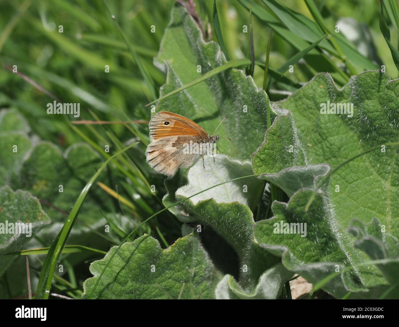 Small Heath Banque D'Images
