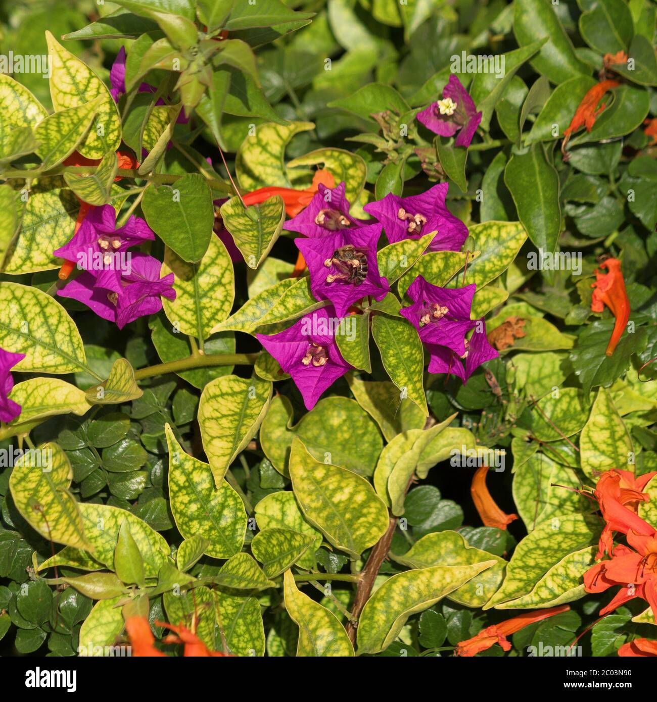 Fleurs de bougainvilliers Banque D'Images