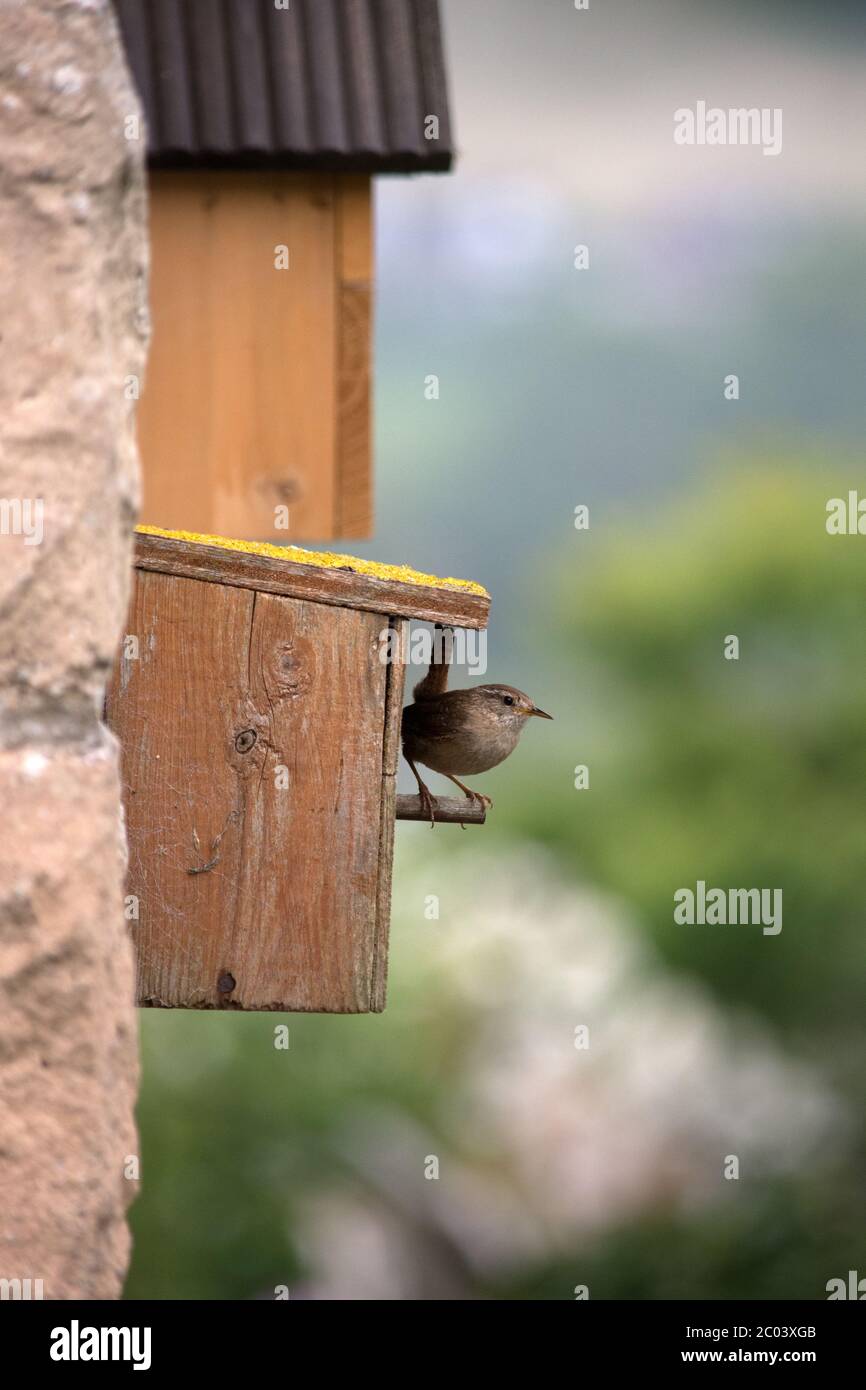 Wren dans une boîte de nidification en bois au Royaume-Uni Banque D'Images