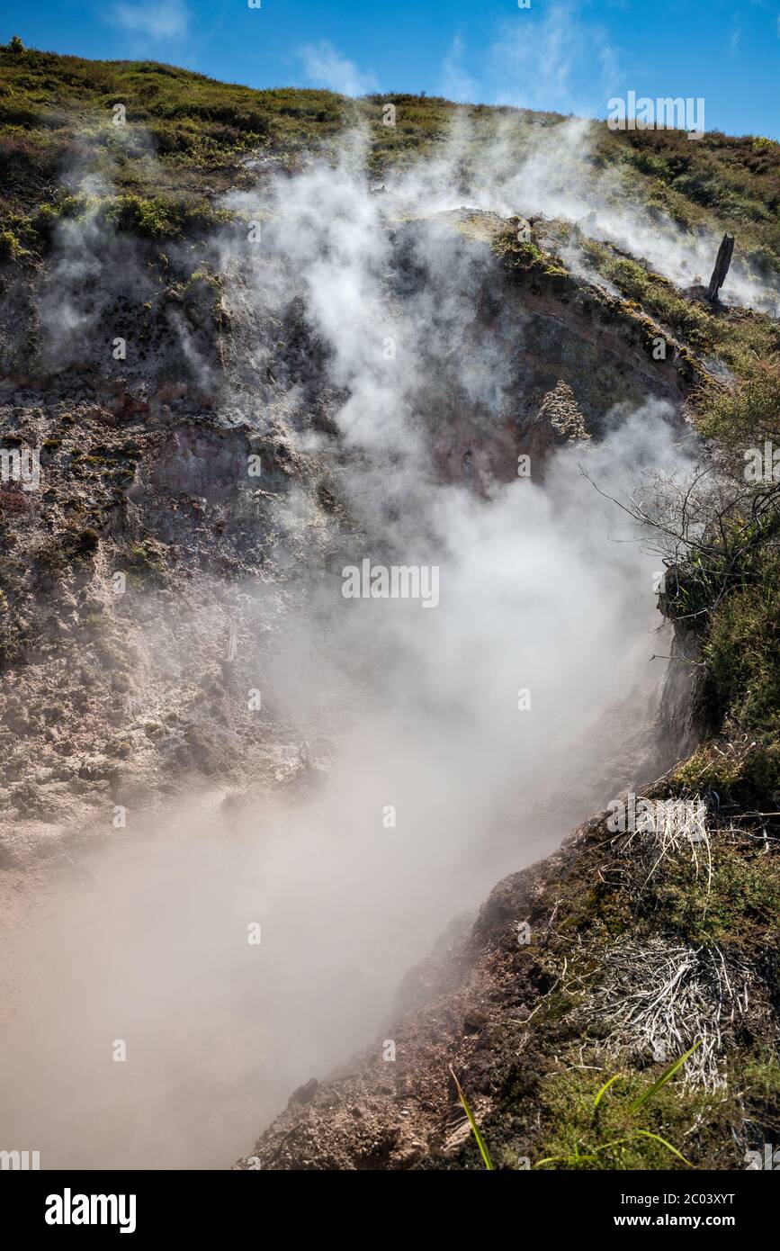 Évents à vapeur dans la zone thermale de Craters of the Moon, région de Waikato, Île du Nord, Nouvelle-Zélande Banque D'Images