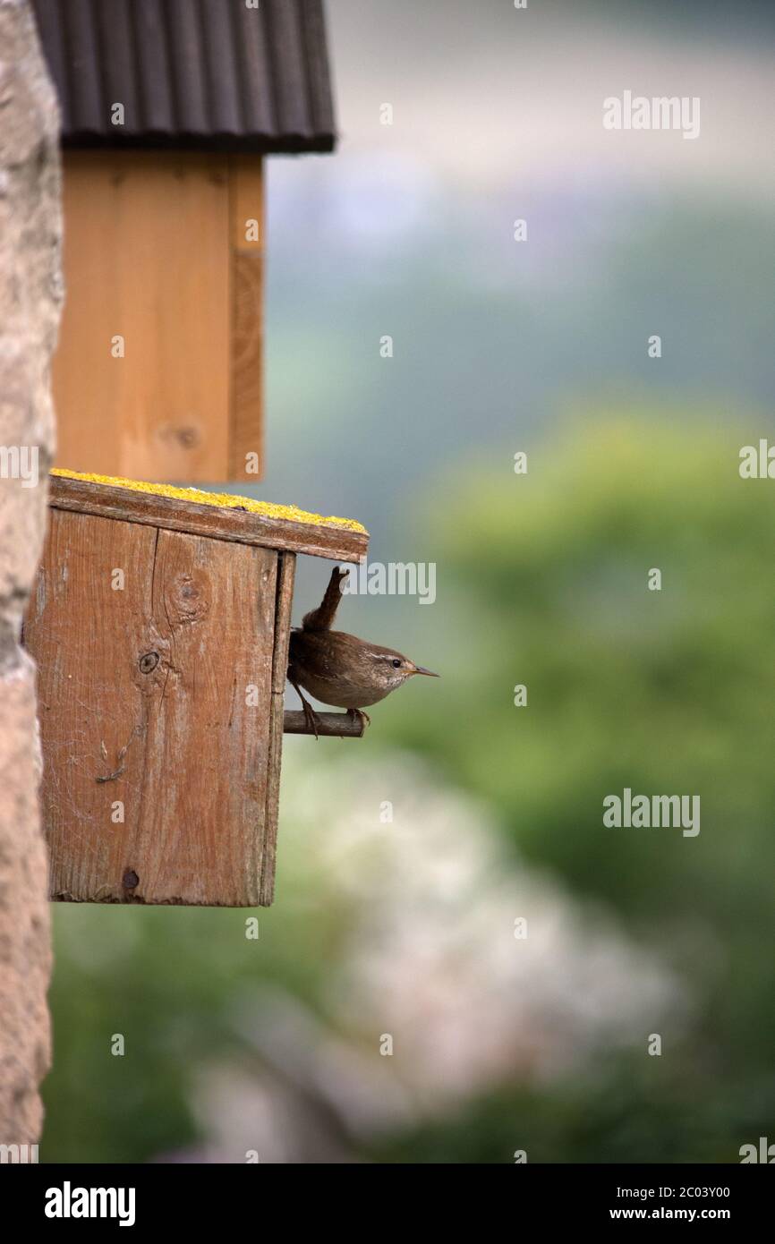 Wren dans une boîte de nidification en bois au Royaume-Uni Banque D'Images