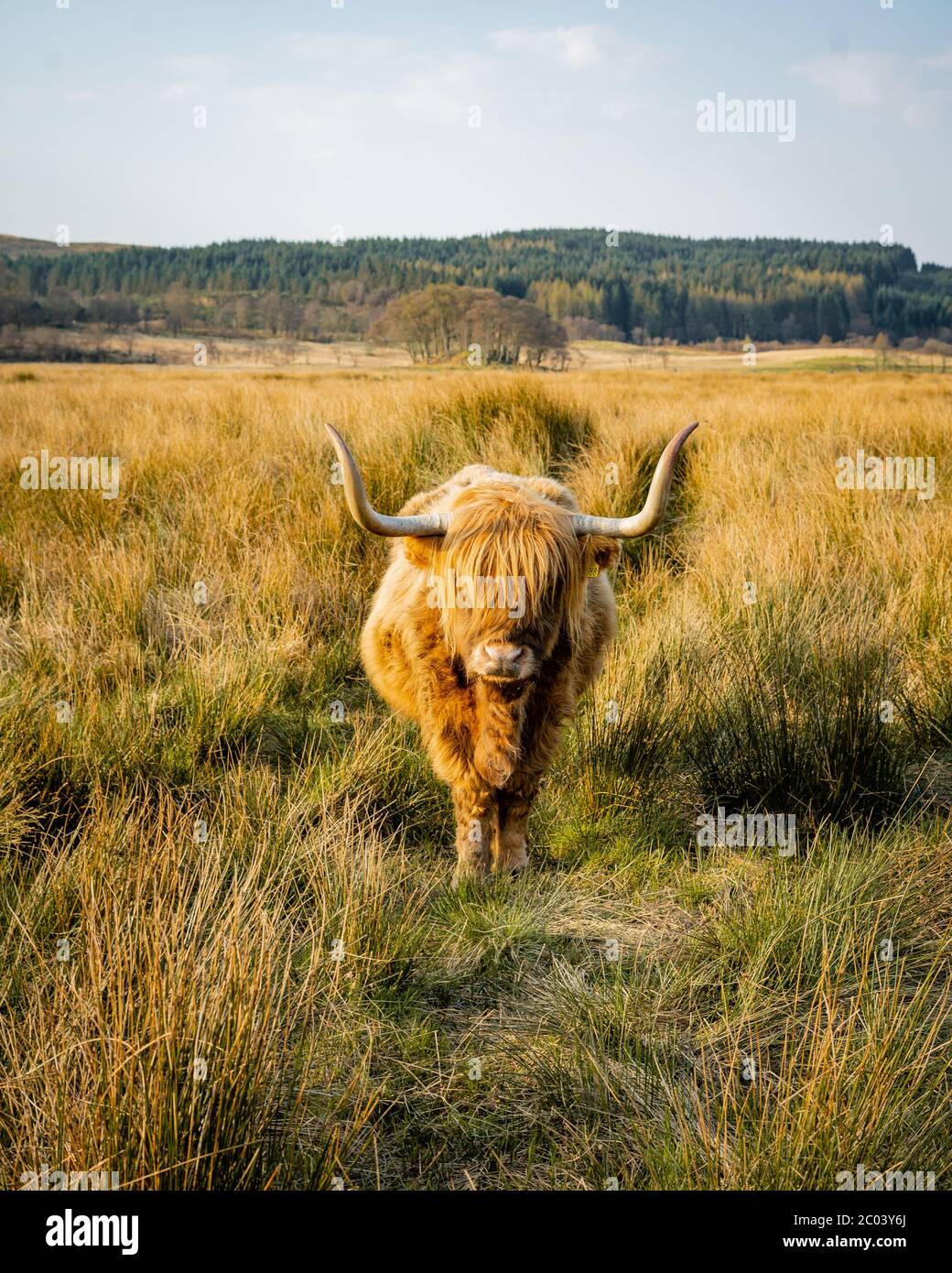 Bas plan de vache écossaise de montagne qui s'est posée et a mangé. Une vache de montagne avec une très longue tuft de cheveux rougeâtre montre directement dans la caméra Banque D'Images