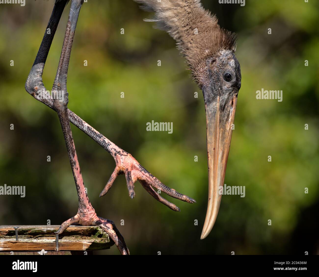 Portrait d'un jeune porc immature perchée sur une rampe de bois près d'une rookerie dans le nord de la Floride Jacksonville en mars pendant la saison de nidification Banque D'Images