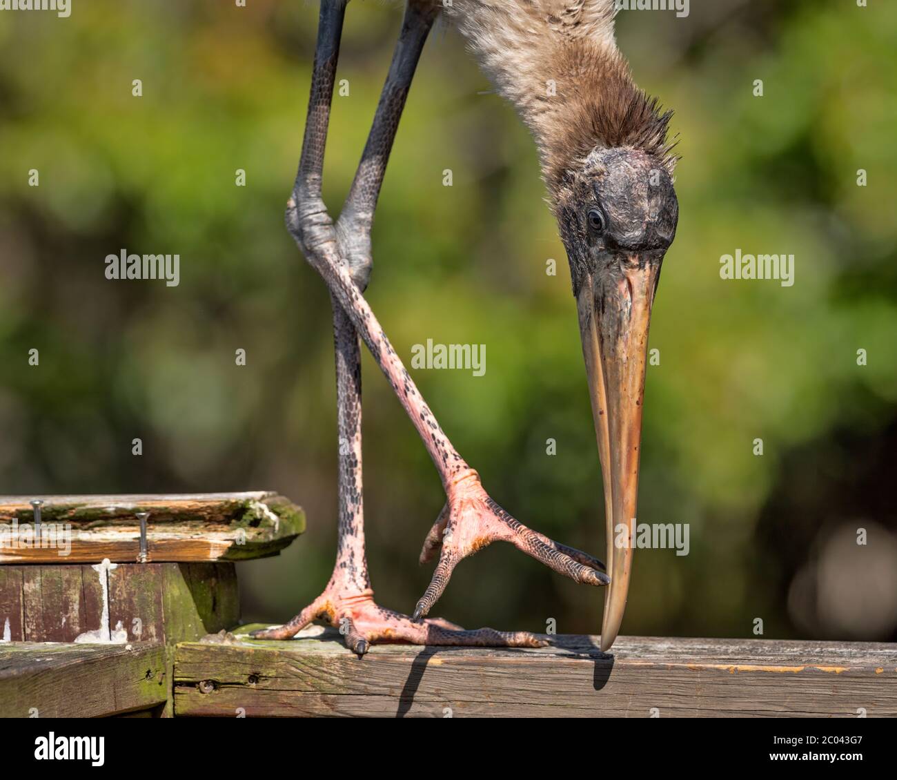 Portrait d'un jeune porc immature perchée sur une rampe de bois près d'une rookerie dans le nord de la Floride Jacksonville en mars pendant la saison de nidification Banque D'Images
