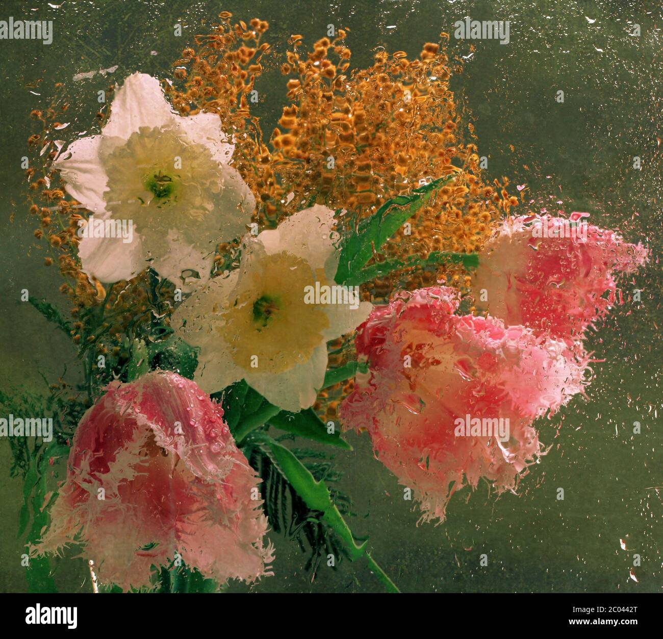 Bouquet de printemps de narcissis, tulipes et un mimosa derrière le verre rempli de pluie Banque D'Images