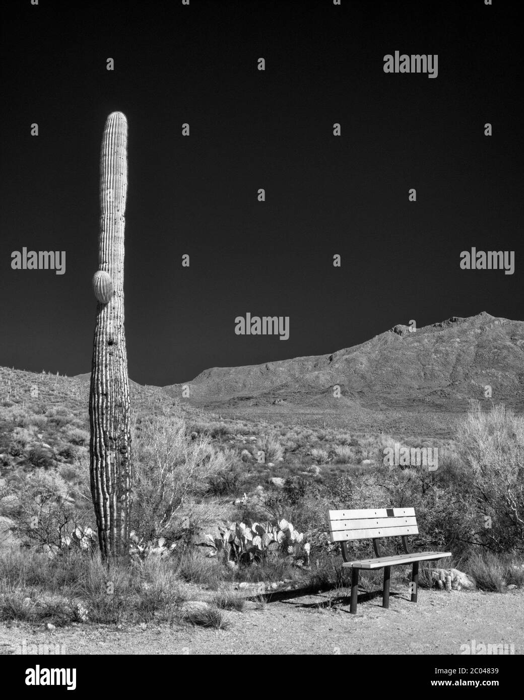 Image infrarouge avec des cactus Saguaro / Cacti et montagnes dans le comté de Pinal dans le sud de l'Arizona dans le désert de la végétation de la région de Tucson en hiver Banque D'Images