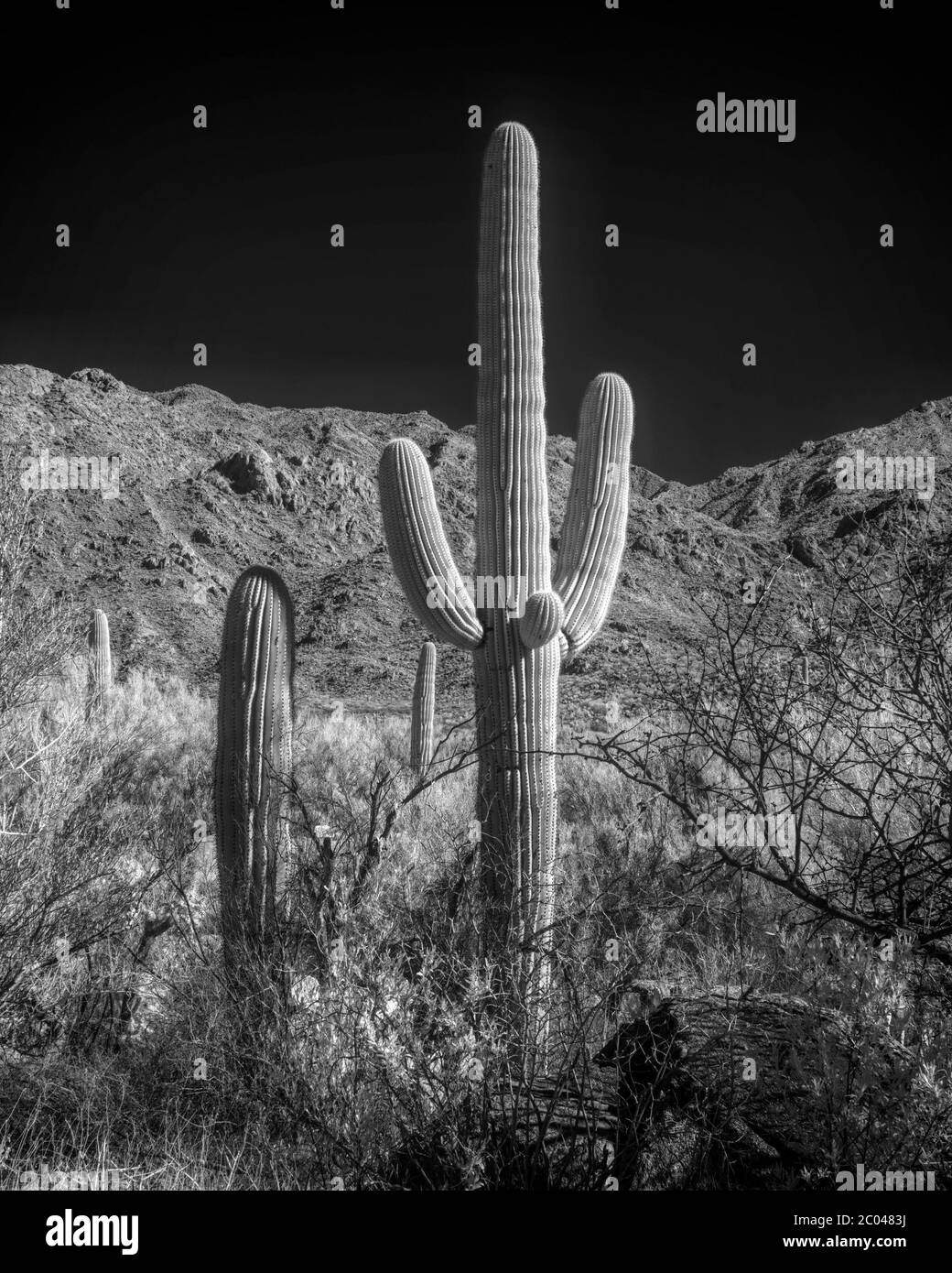 Image infrarouge avec des cactus Saguaro / Cacti et montagnes dans le comté de Pinal dans le sud de l'Arizona dans le désert de la végétation de la région de Tucson en hiver Banque D'Images
