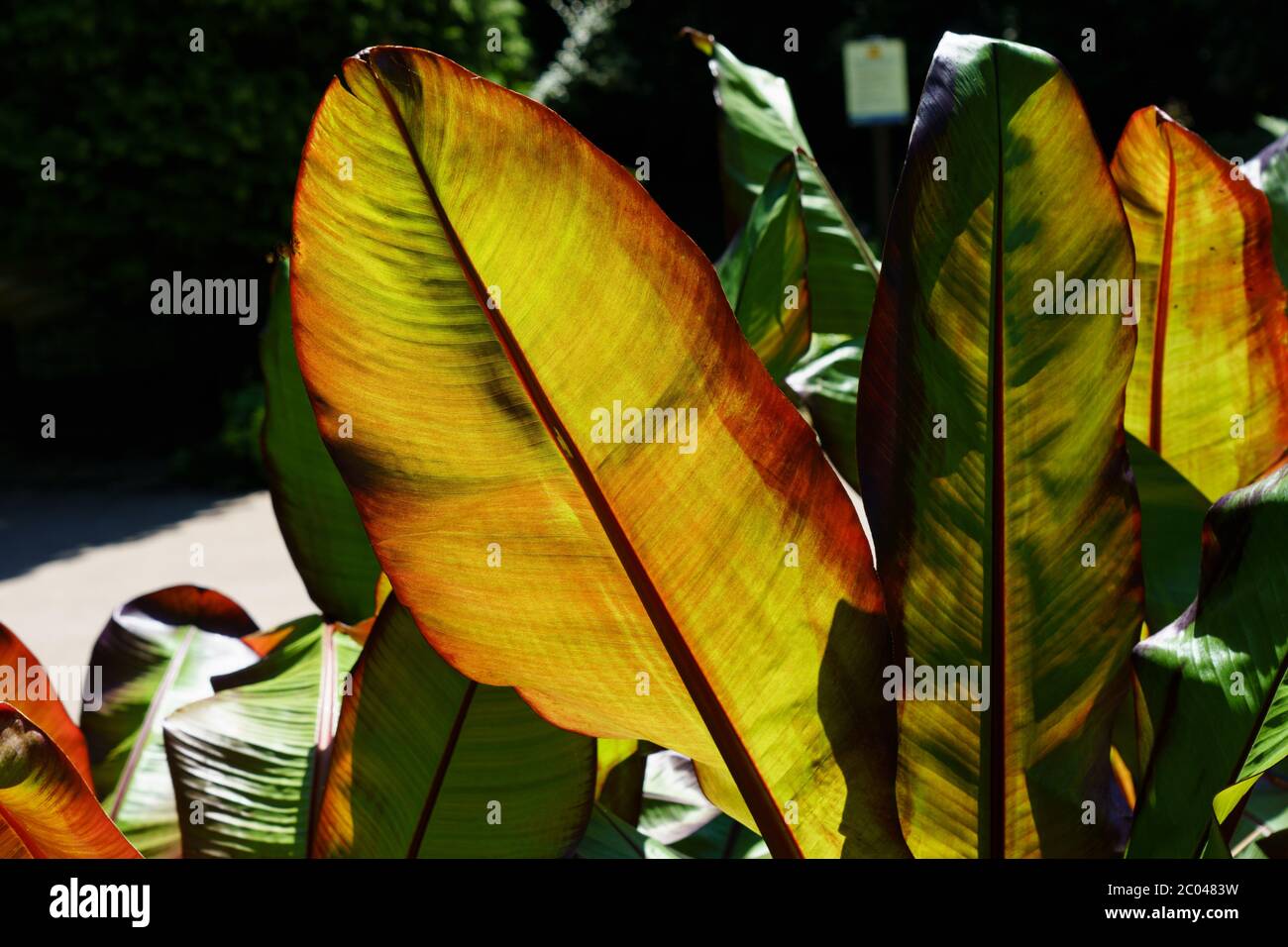 Banane abyssinienne aux feuilles en forme de paddle ensoleillées, Harrogate, North Yorkshire, Angleterre, Royaume-Uni. Banque D'Images