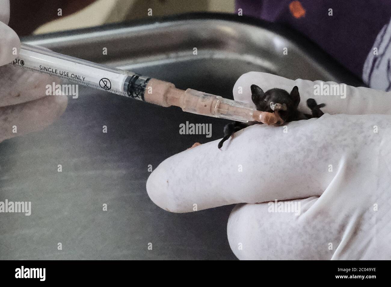 Ramat Gan, Israël. 11 juin 2020. Les vétérinaires professionnels examinent et soignent un Vesper Bat de Kuhl dans la clinique de triage de l'hôpital Israel Wildlife. Situé dans le Safari Zoological Center de Ramat Gan, le personnel de l'hôpital et les bénévoles constatent une poussée d'animaux sauvages tandis que les Israéliens libérés de COVID-19 se précipitent dans la nature, causant peut-être des dommages mais sauvant également des centaines d'animaux blessés. Crédit : NIR Amon/Alamy Live News Banque D'Images