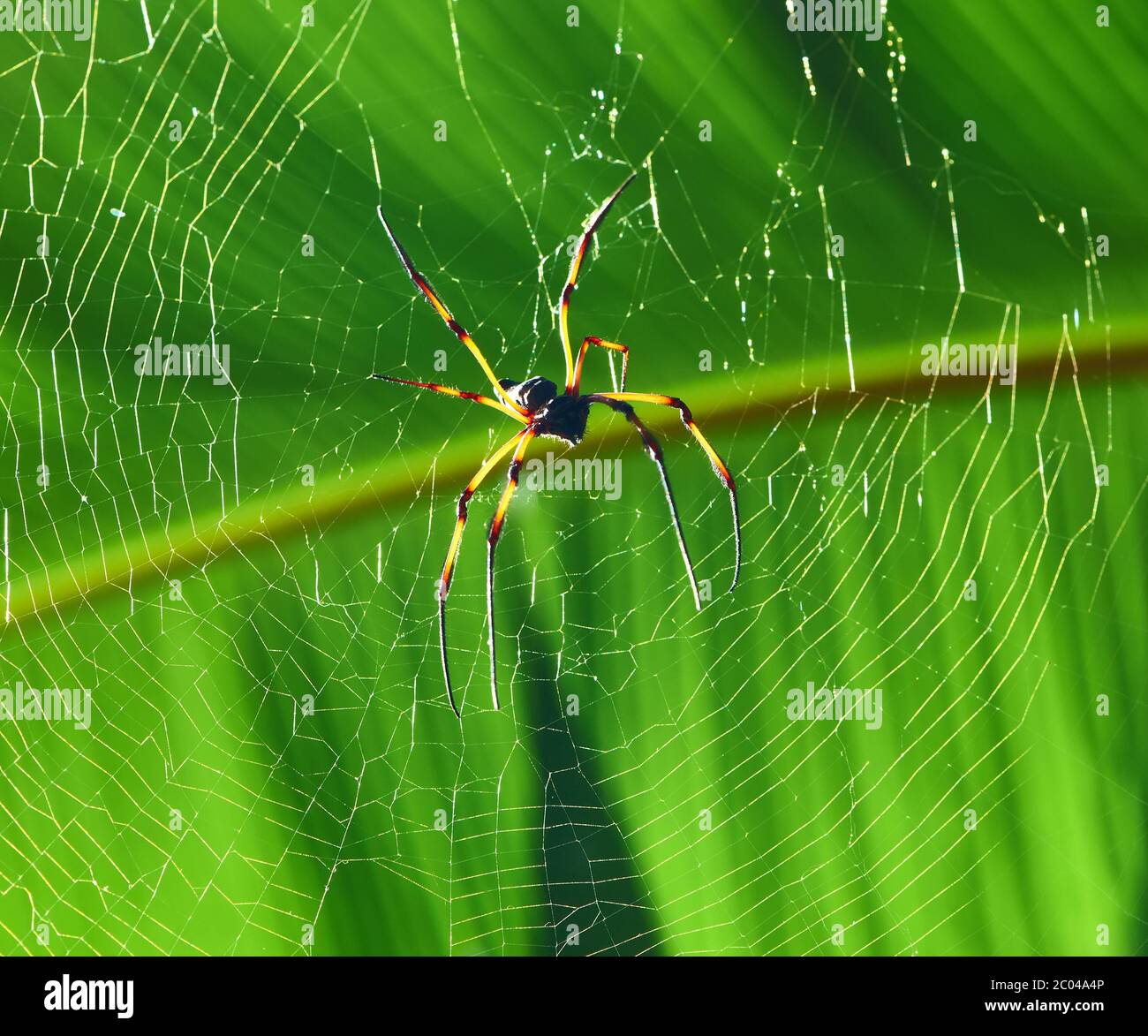 Bois géant - araignée Nephila maculata / nephila pilipes Banque D'Images