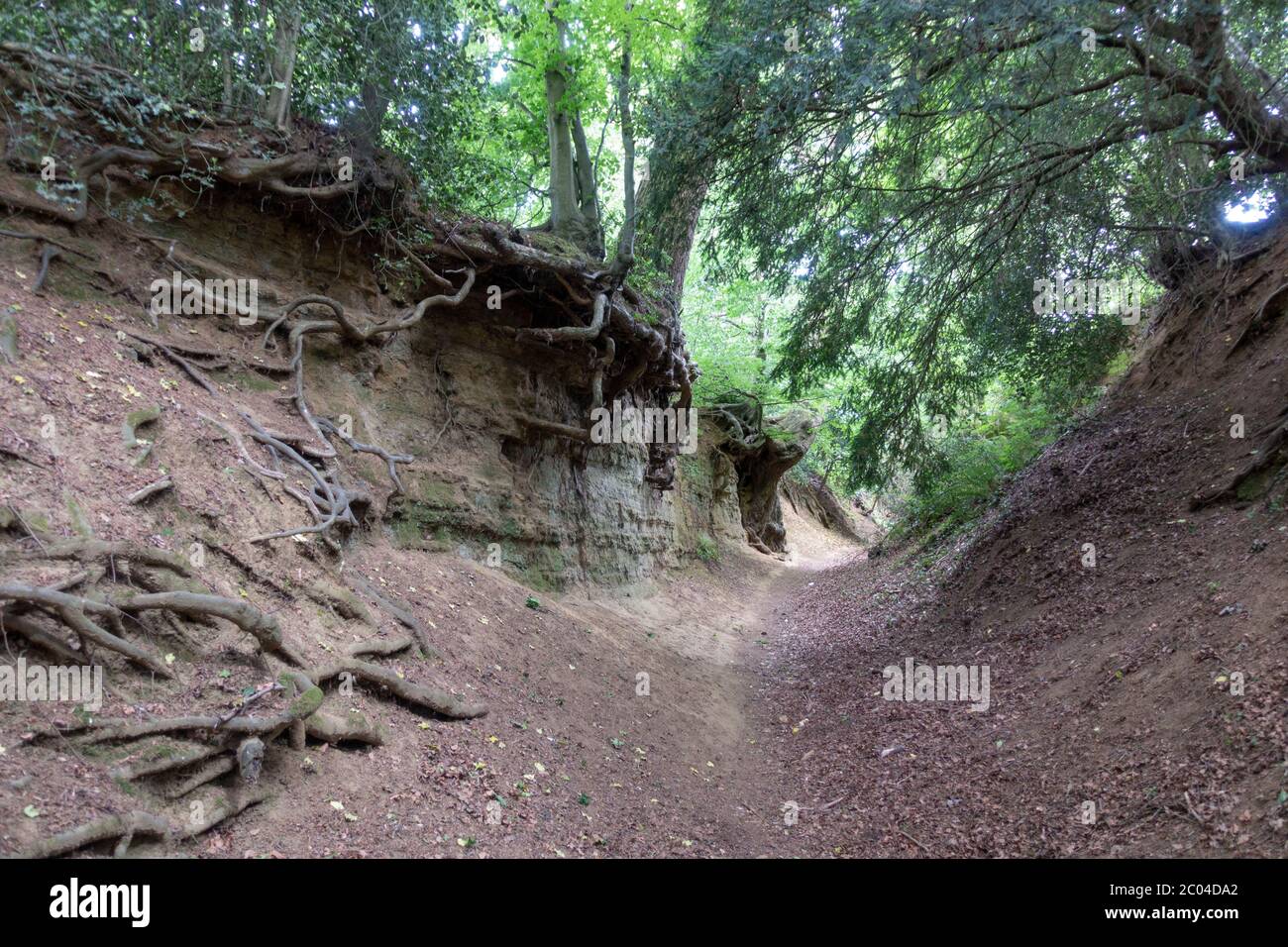 Des racines d'arbres magnifiques exposées sur un chemin proche d'Albury, Surrey, Angleterre, Royaume-Uni. Banque D'Images