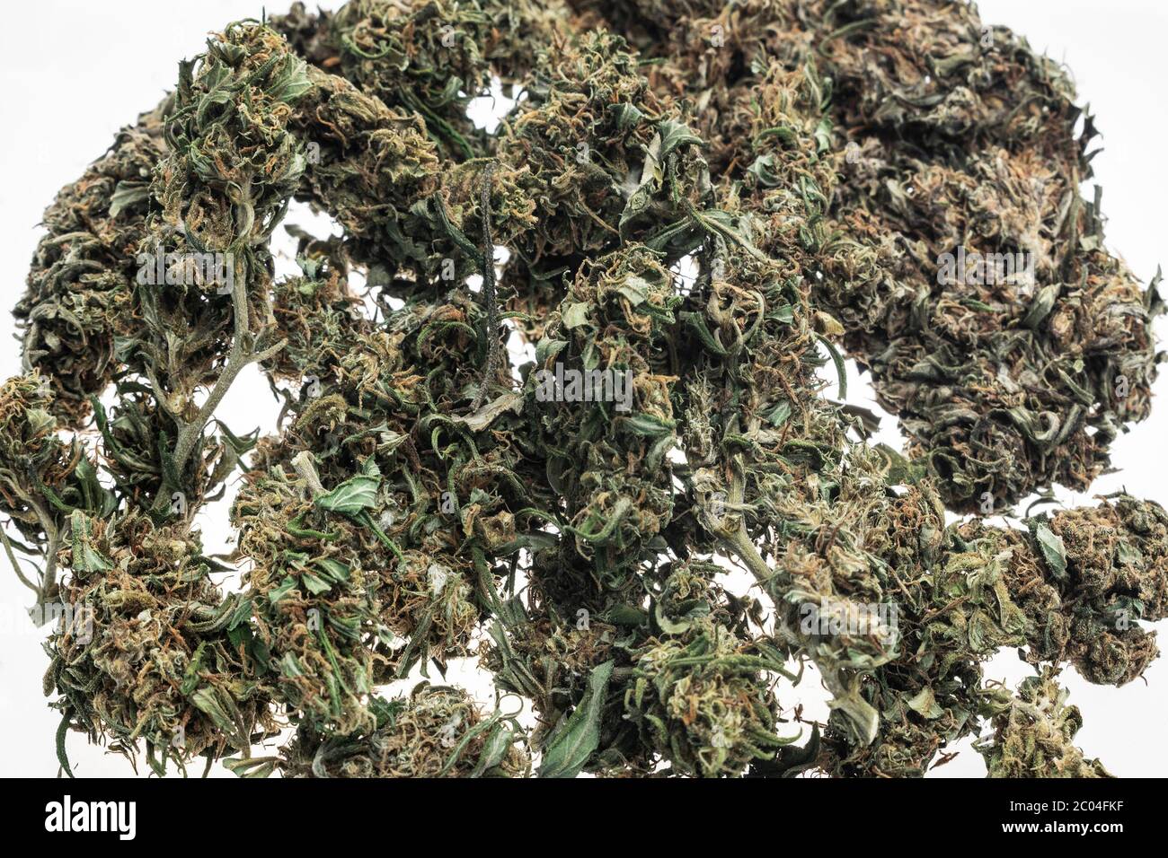 des bourgeons de cannabis de marijuana médicale thaïlandais se rapprochent sur fond de studio blanc à bangkok Banque D'Images