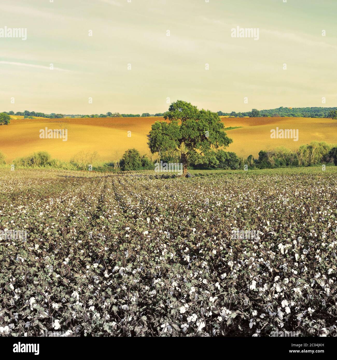 Coton Banque D'Images