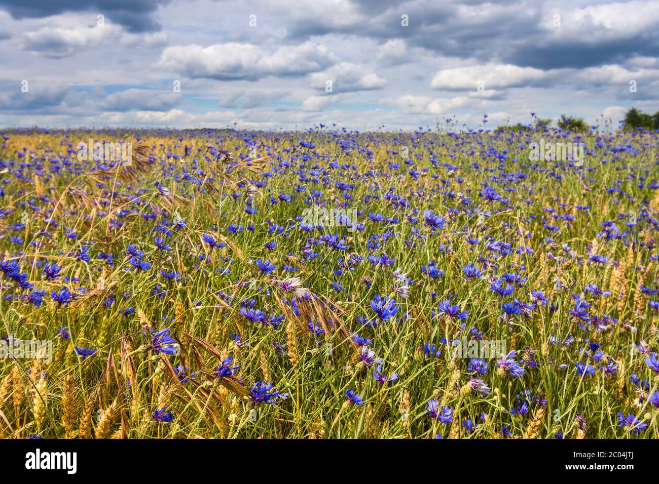 Fleurs de maïs sauvages (Centaurea cyanus) poussant dans le champ de maïs des terres agricoles du Parc national et réserve naturelle de la Brenne, Indre, France. Banque D'Images