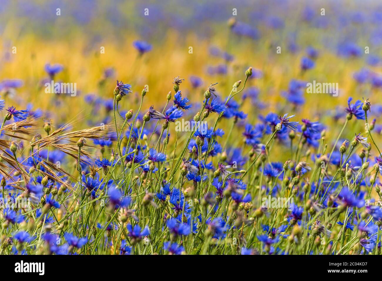 Fleurs de maïs sauvages (Centaurea cyanus) poussant dans le champ de maïs des terres agricoles du Parc national et réserve naturelle de la Brenne, Indre, France. Banque D'Images