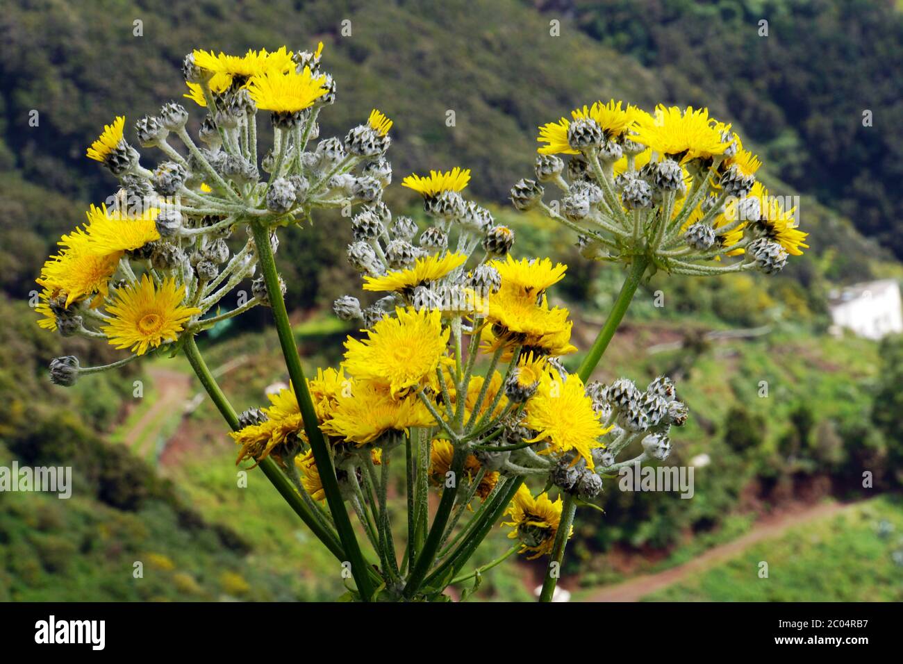 Chardon d'oie sans stemless - Sonchus acaulis Banque D'Images