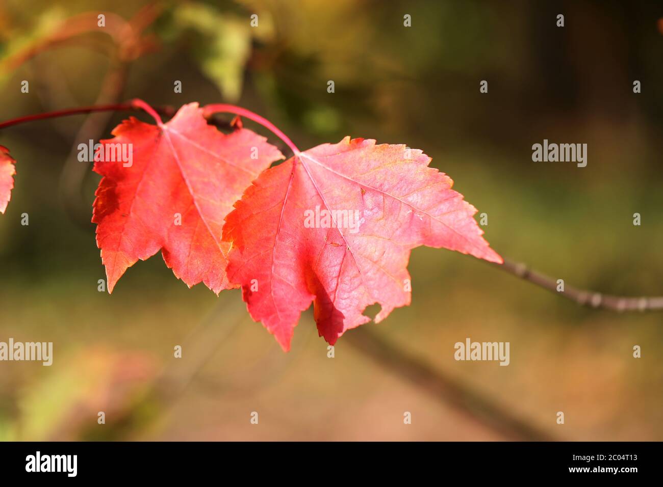 Feuille rouge Banque D'Images