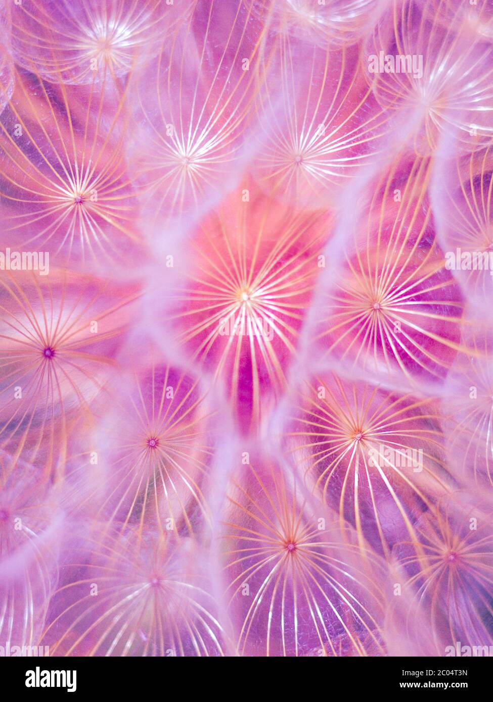 Fond violet fleurs pissenlits moelleuses, vue macro. Banque D'Images