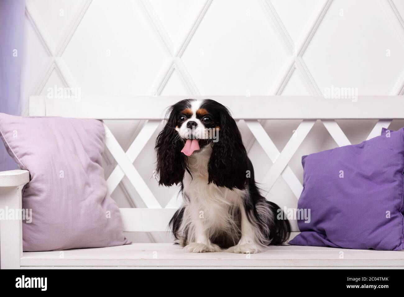 Cavalier King charles spaniel est assis à l'intérieur du studio Banque D'Images