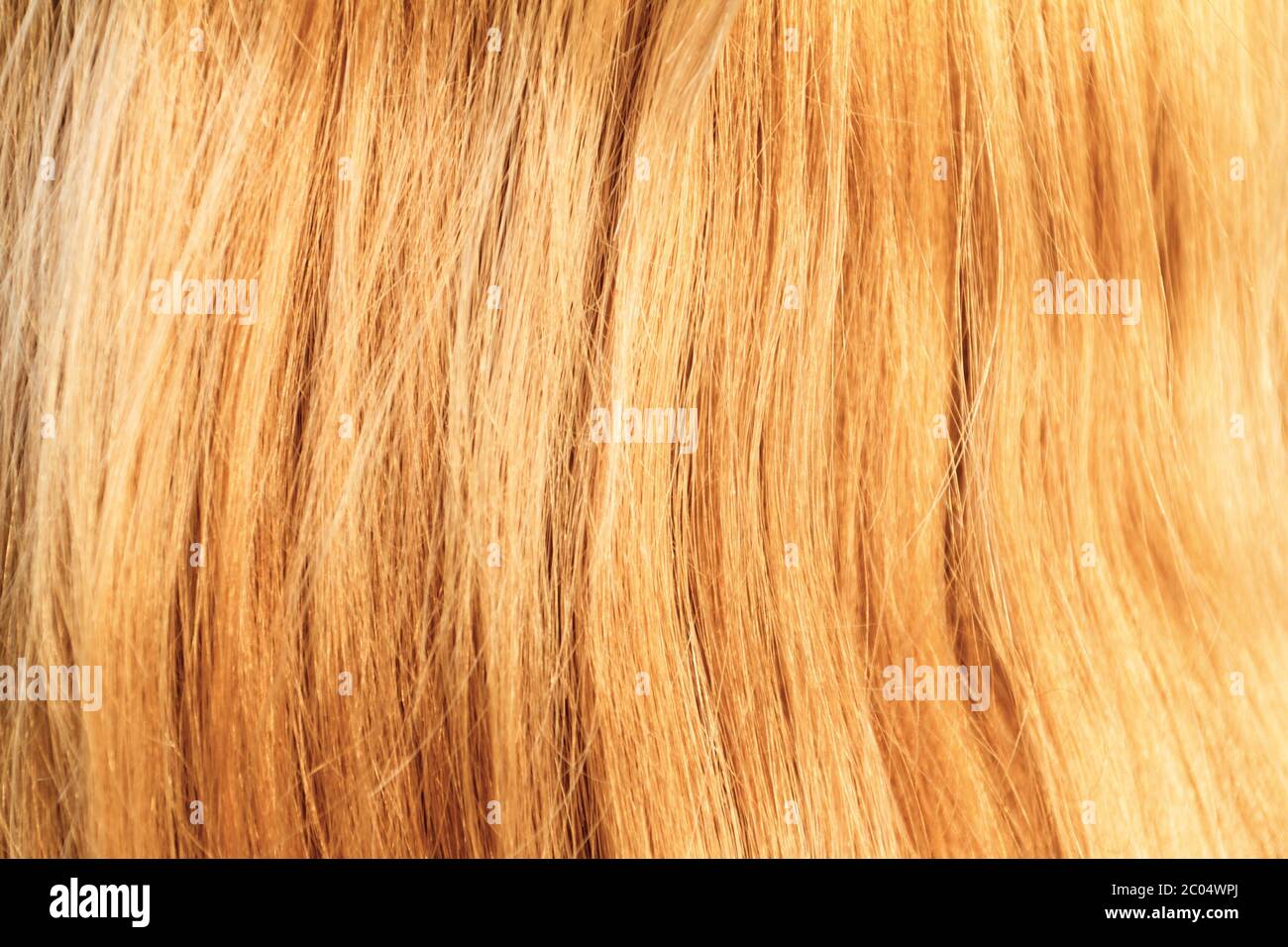 Cheveux blonds. Texture des cheveux blonds - photo de gros plan Banque D'Images