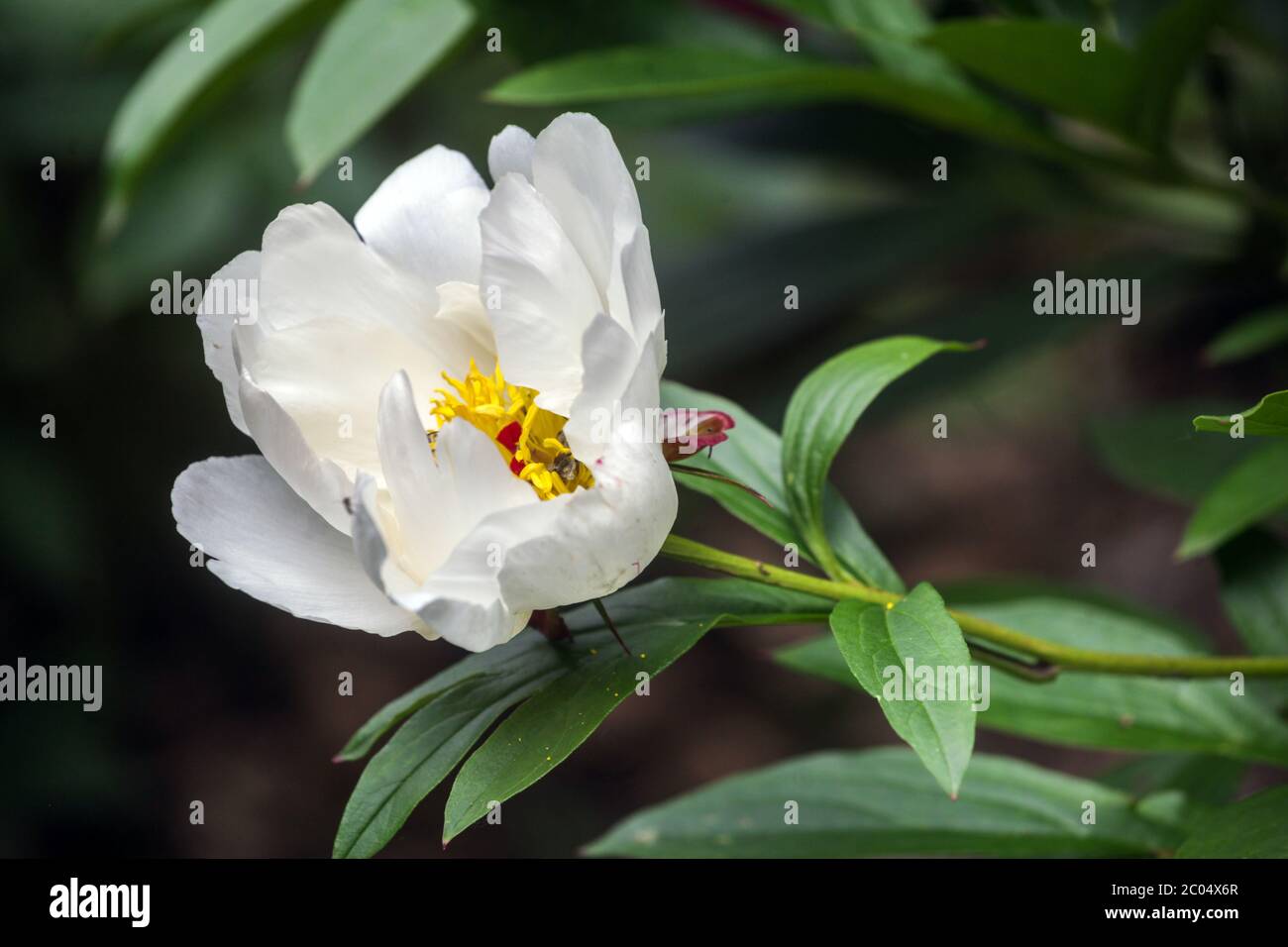 Pivoine blanche « le jour » Banque D'Images