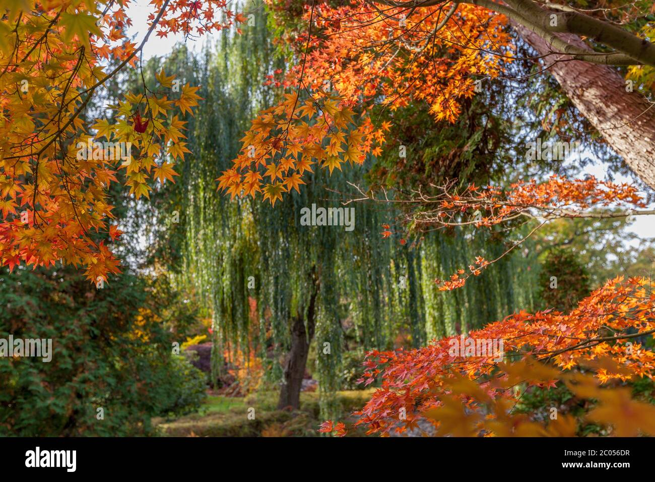 Jardin japonais, le Parc Szczytnicki, Wroclaw, Pologne Banque D'Images