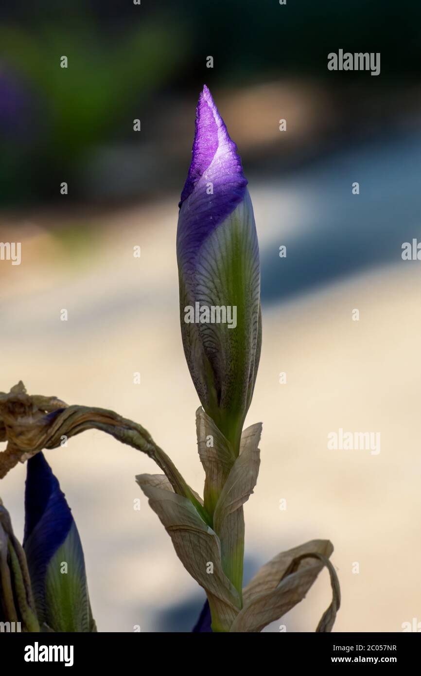 de belles fleurs d'iris au soleil du soir avec une lumière intense et un jeu d'ombre Banque D'Images