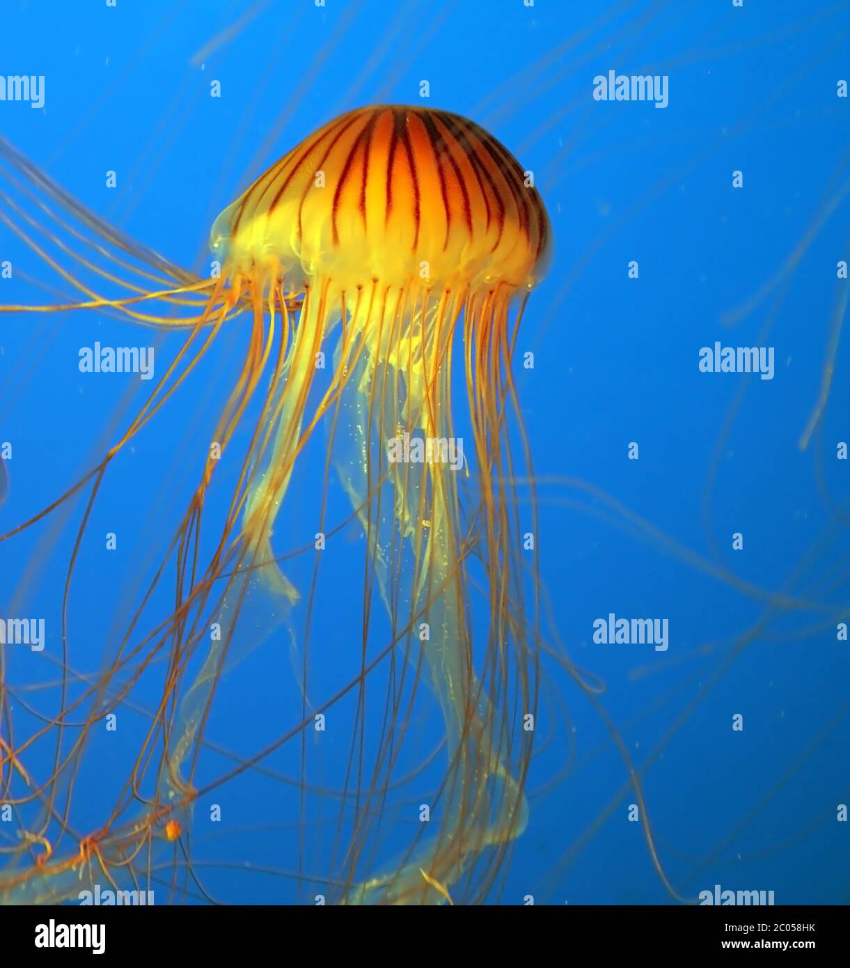 Aquarium avec méduses jaunes Banque D'Images
