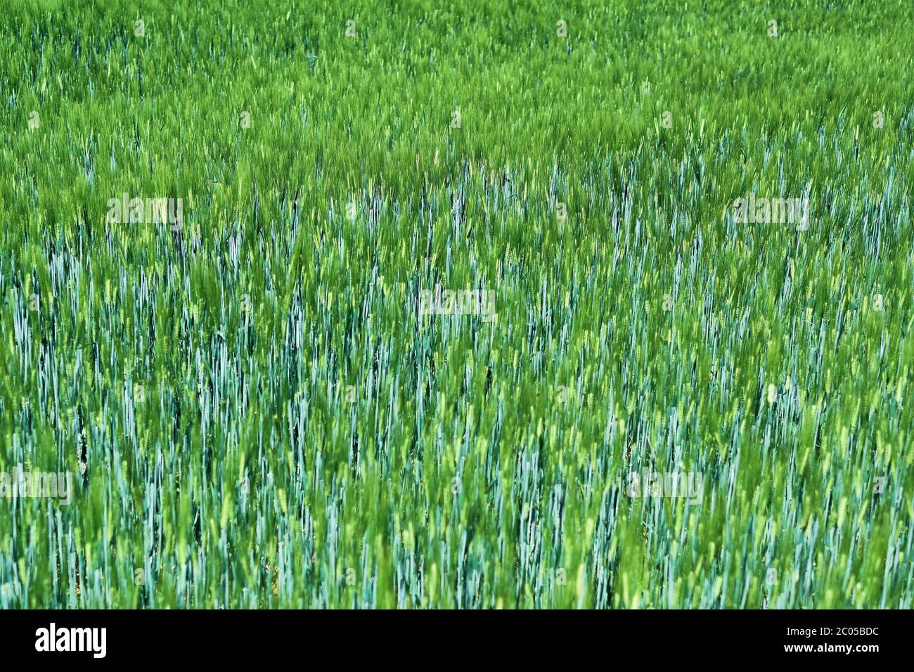 Champ de céréales fraîches et vertes au soleil de printemps. Le grain d'orge est utilisé pour la farine, le pain d'orge et la bière, certains whiskys et vodkas et le fourrage pour animaux. Banque D'Images