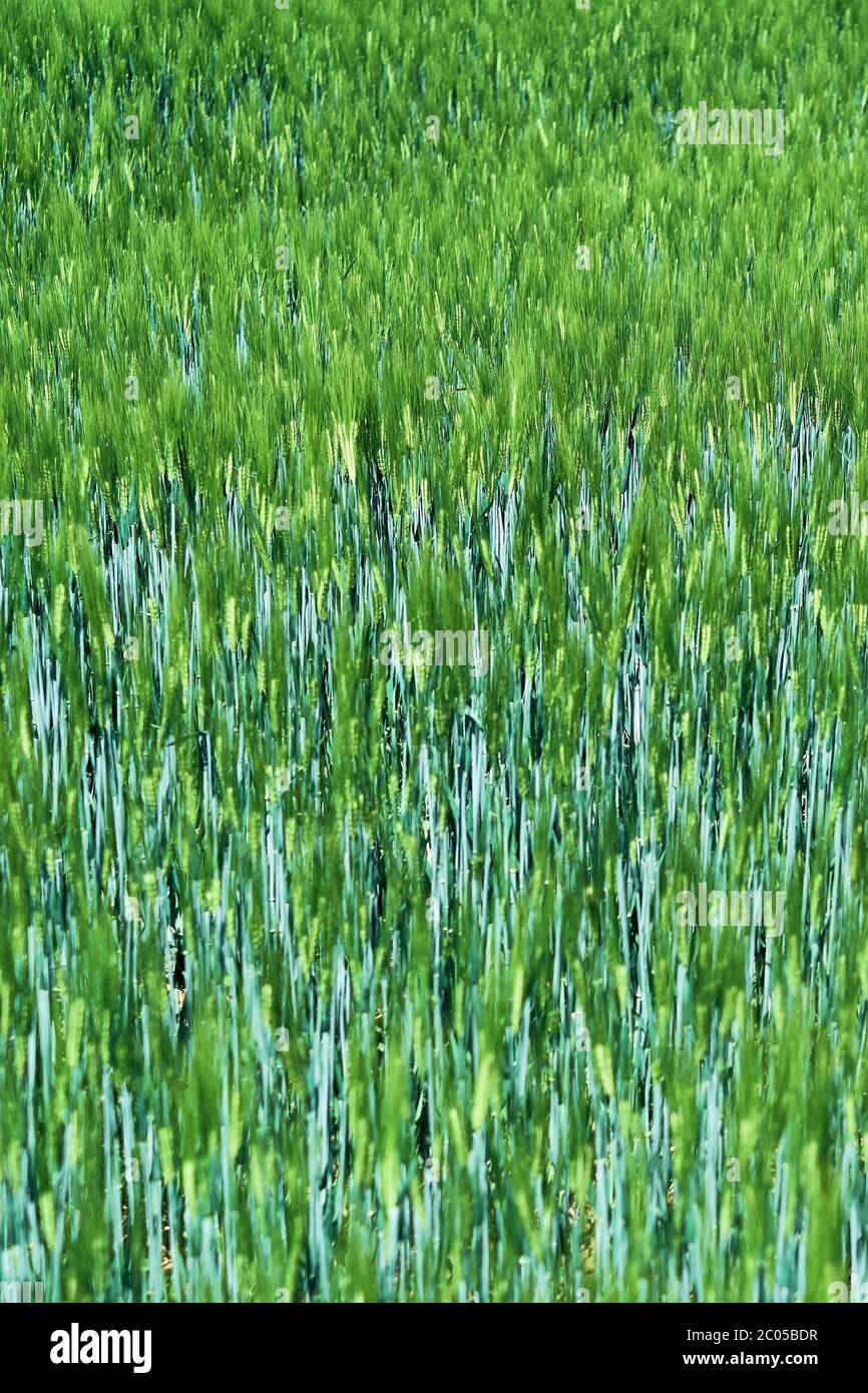 Champ de céréales fraîches et vertes au soleil de printemps. Le grain d'orge est utilisé pour la farine, le pain d'orge et la bière, certains whiskys et vodkas et le fourrage pour animaux. Banque D'Images