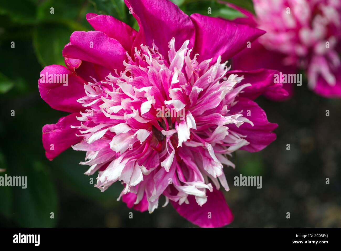 Pivoine 'Orpen' fleur violet blanc Banque D'Images
