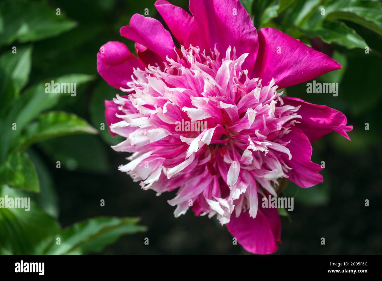 Pivoine 'Orpen' fleur violet blanc Banque D'Images