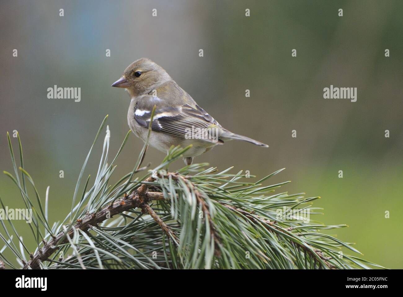 Common chaffinch Banque D'Images