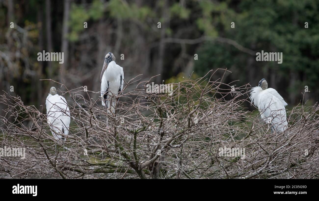 Des Storks en bois adultes, cultivés en plein, perchés sur une branche au sommet d'un arbre dans un marais près d'un rookerie dans la région de Jacksonville, dans le nord de la Floride, en mars, pendant la nidification Banque D'Images