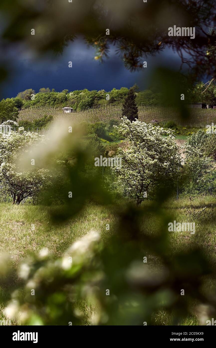Dernières minutes avant la pluie. Des nuages bleu foncé de thuderstorm se mêlent au soleil sur les collines fraîches de printemps vertes et de beaux arbres en fleurs. Banque D'Images Dernières minutes avant la pluie. Des nuages bleu foncé de thuderstorm se mêlent au soleil sur les collines fraîches de printemps vertes et de beaux arbres en fleurs. Banque D'Images